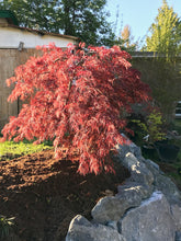 Load image into Gallery viewer, Acer palmatum dissectum &#39;Inaba shidare&#39;
