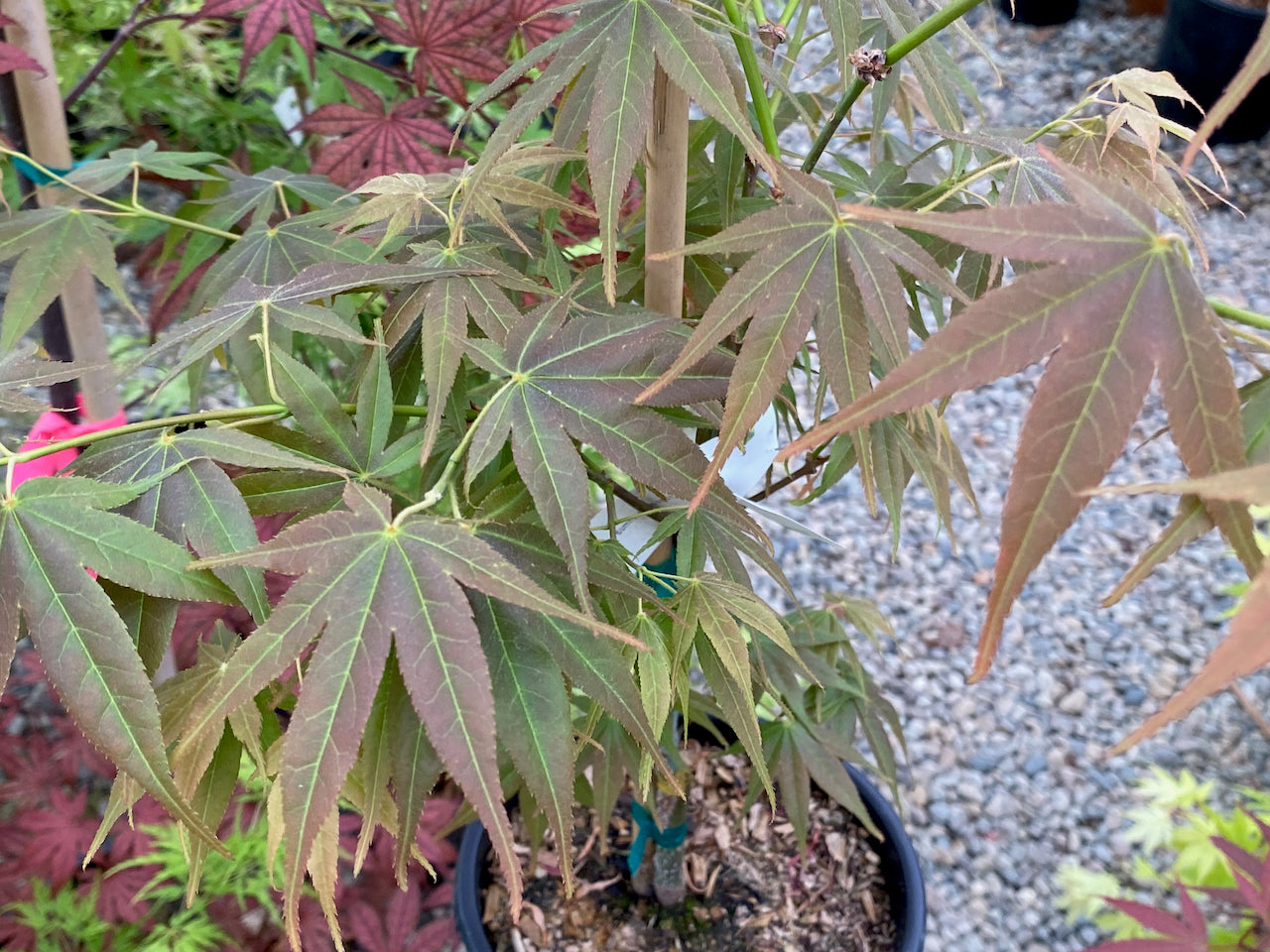 Acer palmatum 'Matsukaze' Simply Japanese Maples