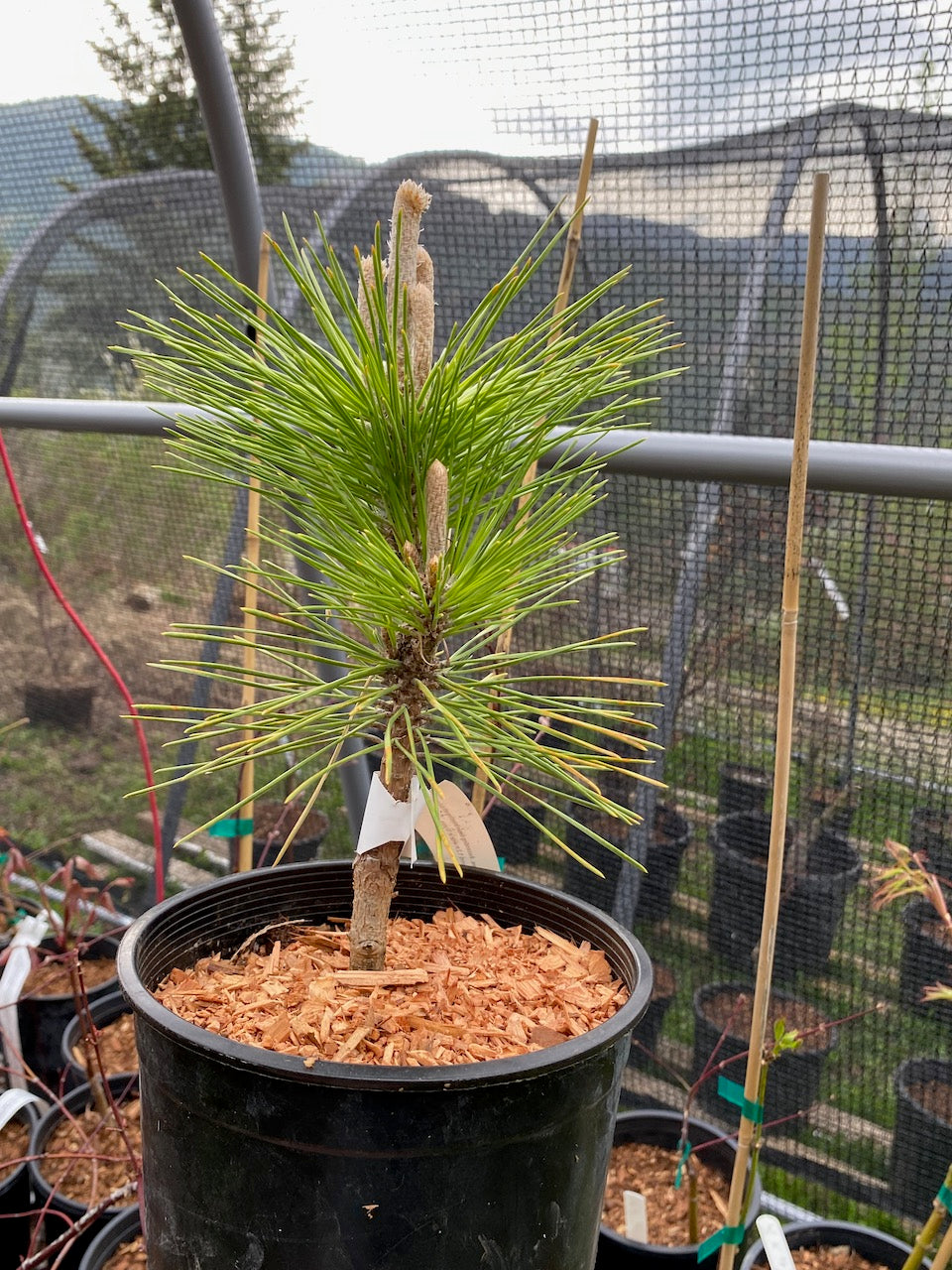 Pinus thunbergii 'Yatsubusa'