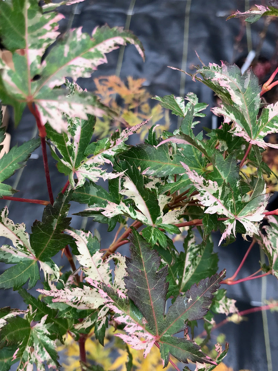 Acer palmatum 'Uzen nishiki' – Simply Japanese Maples