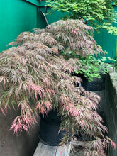 Load image into Gallery viewer, Acer palmatum dissectum &#39;Toyama nishiki&#39;

