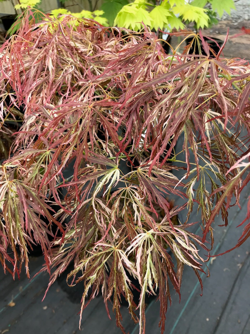 Acer palmatum dissectum 'Toyama nishiki'