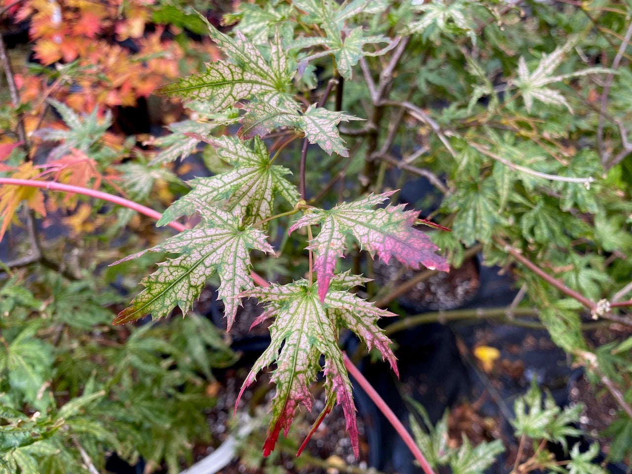 The New Trees Are Coming Simply Japanese Maples   GhostDancer 