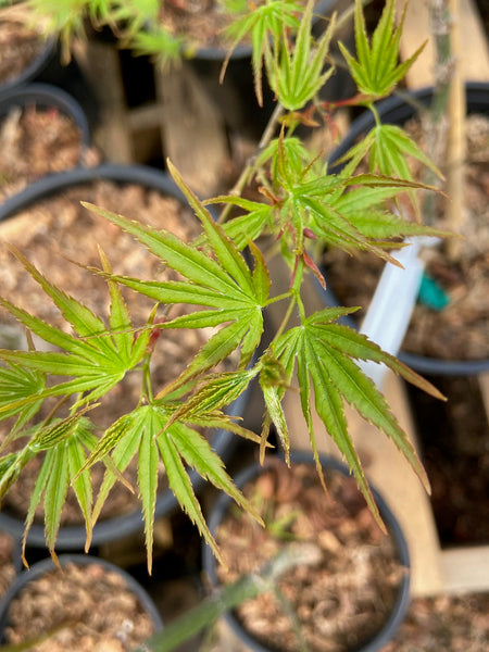 (COMPLETED) Another Sale! $20 1 Gallon XL Trees (Part 1)