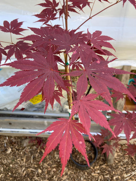 $20  1 Gallon XL Tree Sale (Part 2)