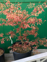 Load image into Gallery viewer, Acer palmatum &#39;Mikazuki&#39;
