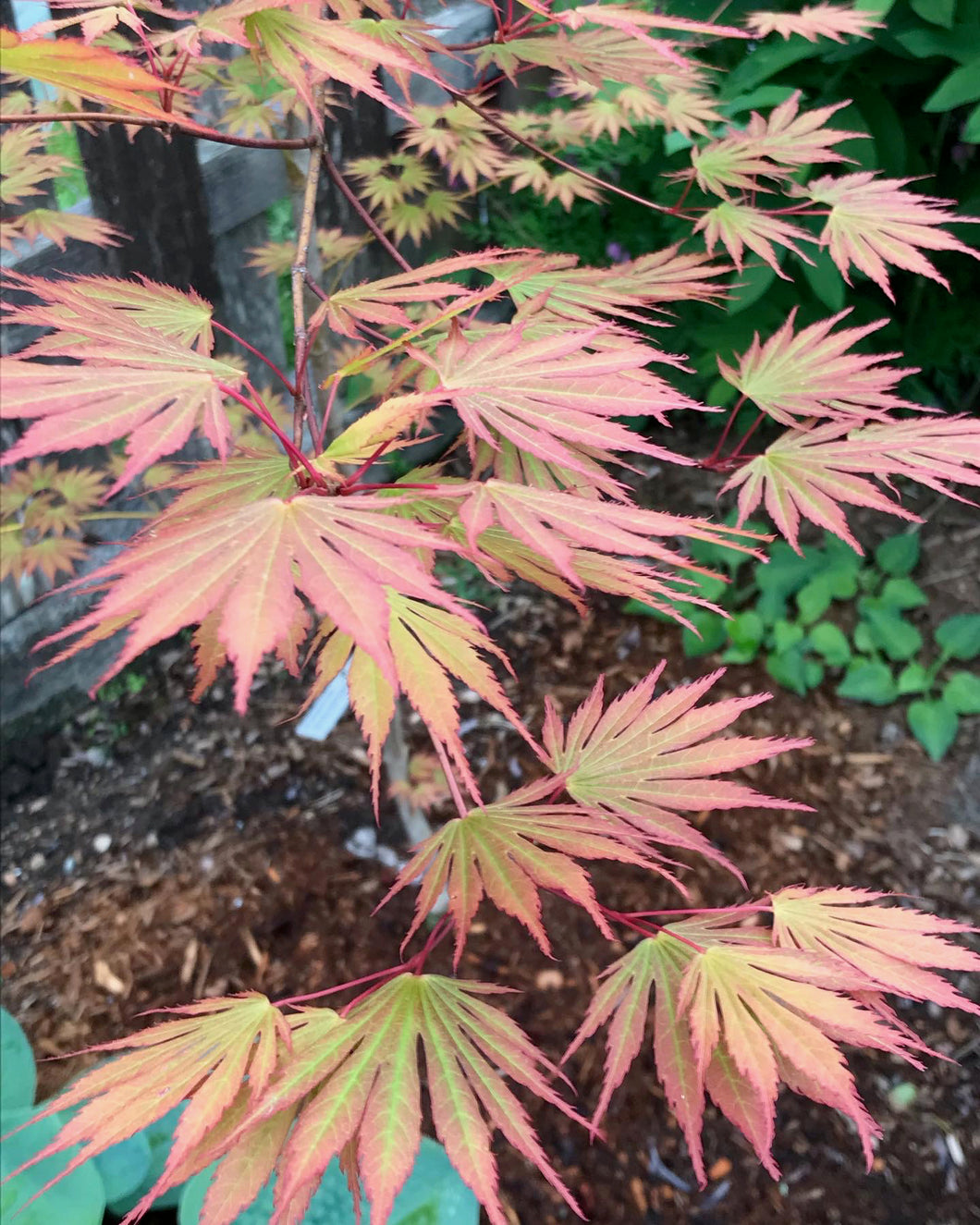 Acer shirasawanum 'Sensu'