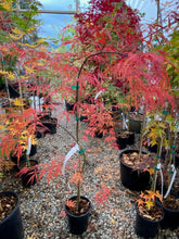 Load image into Gallery viewer, Acer palmatum dissectum &#39;Autumn Fire&#39;
