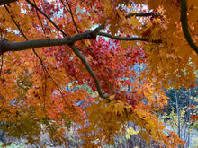 Load image into Gallery viewer, Acer palmatum (green/smooth/seedling Japanese maple)
