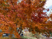 Load image into Gallery viewer, Acer palmatum (green/smooth/seedling Japanese maple)
