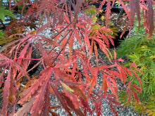 Load image into Gallery viewer, Acer palmatum dissectum &#39;Autumn Fire&#39;
