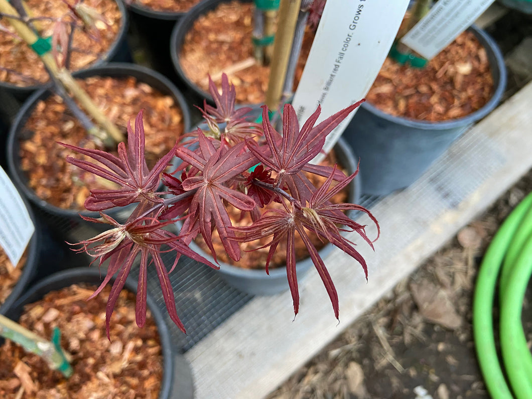Acer palmatum 'Alpine Sunrise'