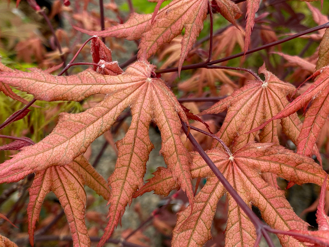 Acer palmatum 'Amber Ghost'