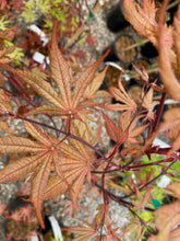 Load image into Gallery viewer, Acer palmatum &#39;Amber Ghost&#39;
