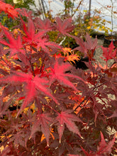 Load image into Gallery viewer, Acer palmatum &#39;Amber Ghost&#39;
