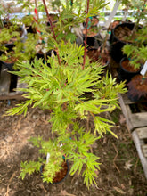 Load image into Gallery viewer, Acer palmatum &#39;Ao kanzashi&#39;
