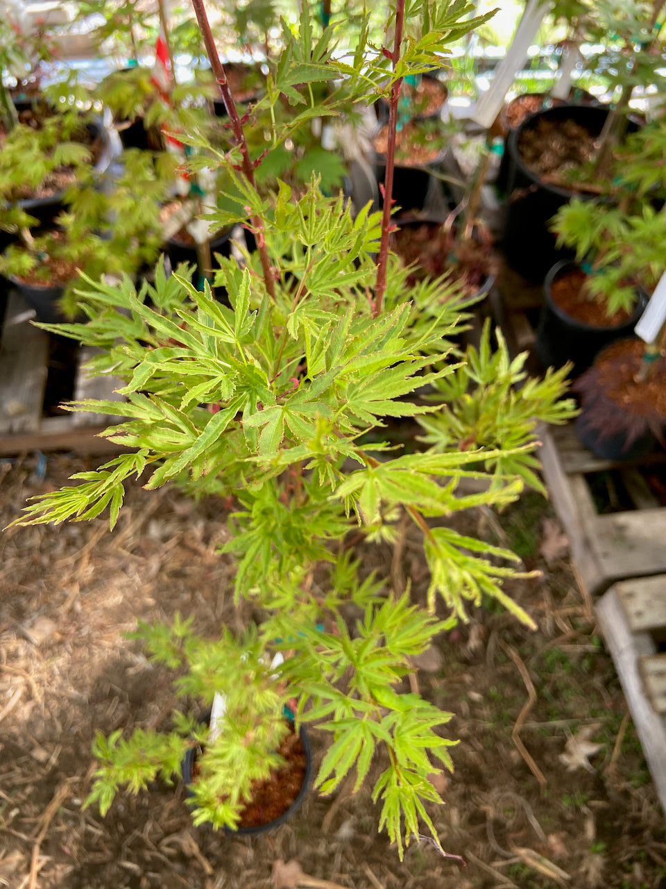Acer palmatum 'Ao kanzashi'