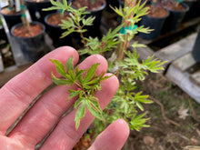 Load image into Gallery viewer, Acer palmatum &#39;Ao kanzashi&#39;
