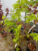 Load image into Gallery viewer, Acer palmatum &#39;Aoyagi&#39;
