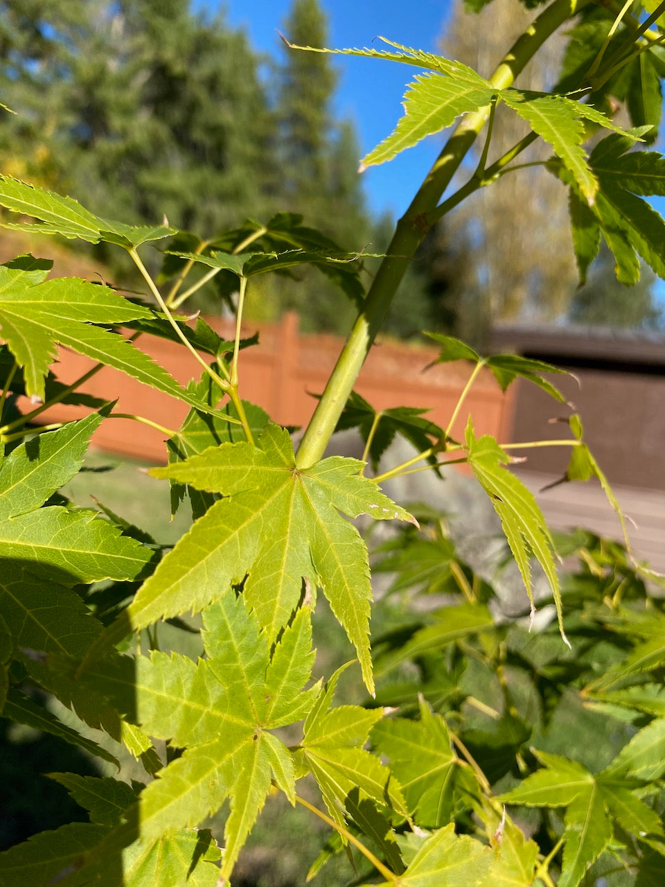 Acer palmatum 'Aoyagi'