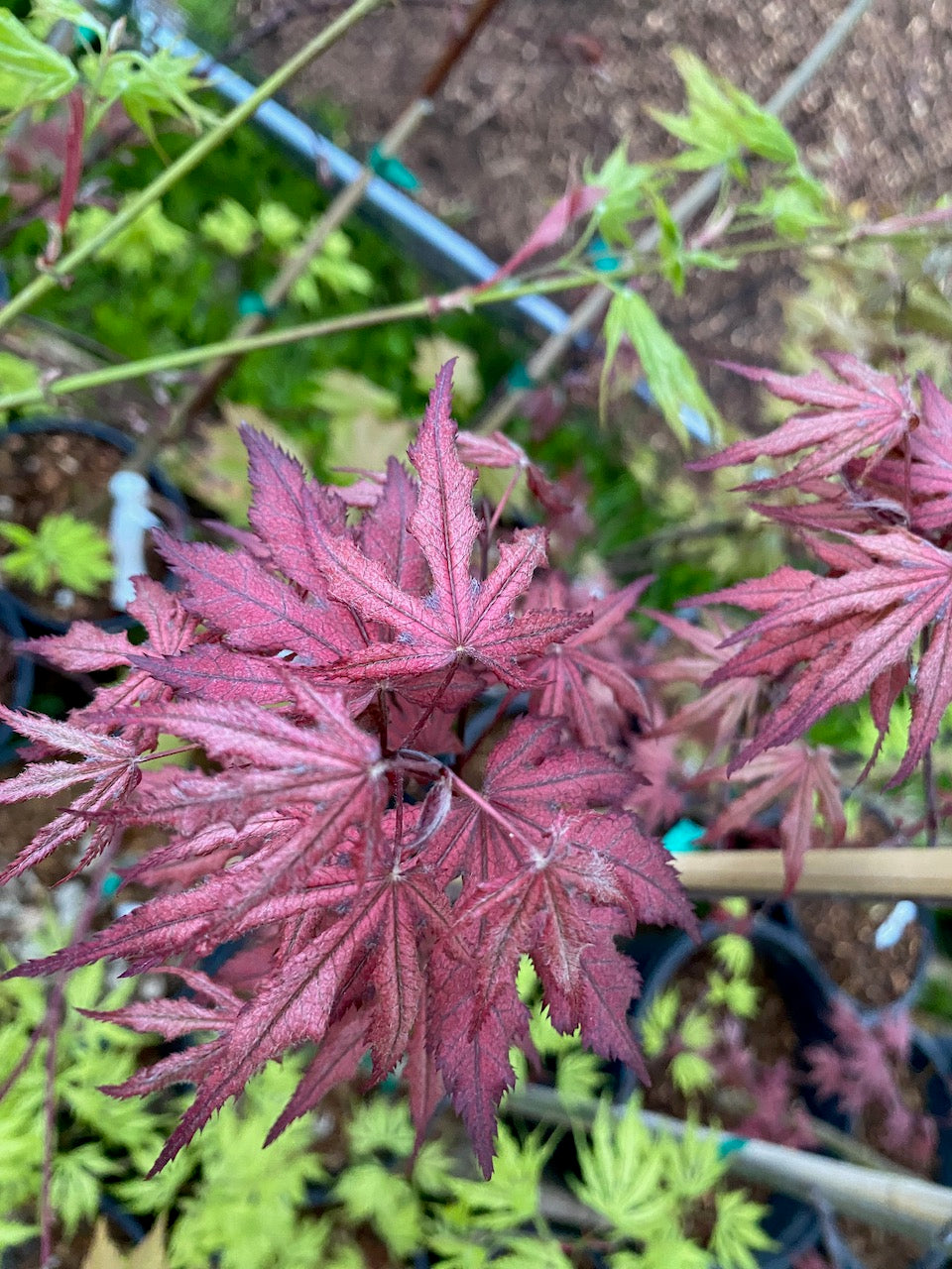 Acer palmatum 'Amagi shigure'