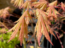 Load image into Gallery viewer, Acer palmatum &#39;Ariadne&#39;
