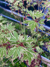Load image into Gallery viewer, Acer palmatum &#39;Butterfly&#39;
