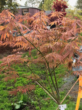 Load image into Gallery viewer, Acer palmatum &#39;Elegans&#39;
