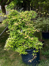 Load image into Gallery viewer, Acer palmatum &#39;Golden Falls&#39;
