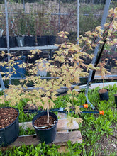 Load image into Gallery viewer, Acer palmatum &#39;Green Elf&#39;
