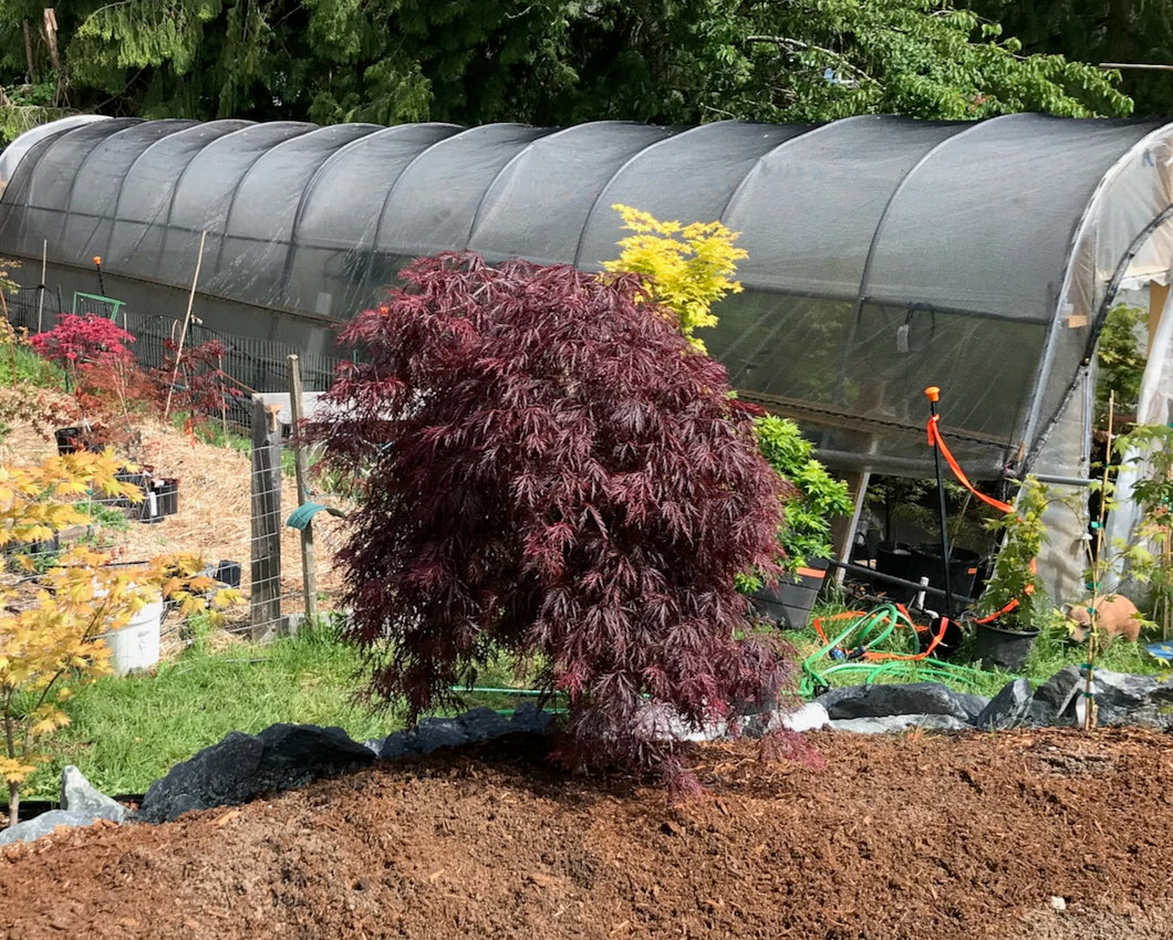 Acer palmatum dissectum 'Inaba shidare'