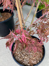 Load image into Gallery viewer, Acer palmatum &#39;Lileeanne&#39;s Jewel&#39;
