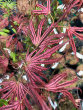 Load image into Gallery viewer, Acer palmatum &#39;Mikazuki&#39;
