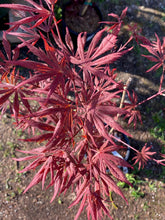 Load image into Gallery viewer, Acer palmatum &#39;Nicholsonii&#39;
