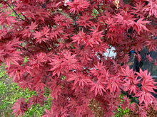 Load image into Gallery viewer, Acer palmatum &#39;Twombley&#39;s Red Sentinel&#39;
