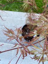 Load image into Gallery viewer, Acer palmatum dissectum &#39;Baldsmith&#39;

