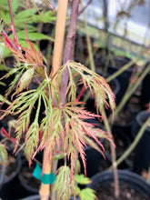 Load image into Gallery viewer, Acer palmatum dissectum &#39;Chantilly Lace&#39;
