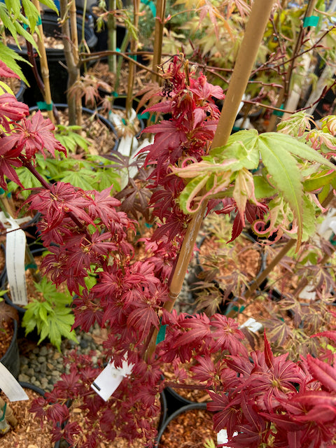 Acer palmatum 'Aratama'