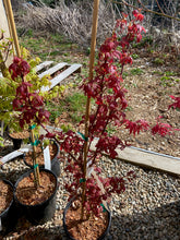 Load image into Gallery viewer, Acer palmatum &#39;Aratama&#39;
