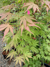 Load image into Gallery viewer, Acer palmatum &#39;Ariadne&#39;
