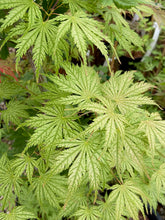 Load image into Gallery viewer, Acer palmatum &#39;Ariadne&#39;
