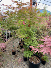 Load image into Gallery viewer, Acer palmatum &#39;Ariadne&#39;
