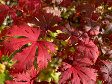 Load image into Gallery viewer, Acer palmatum &#39;Ariadne&#39;
