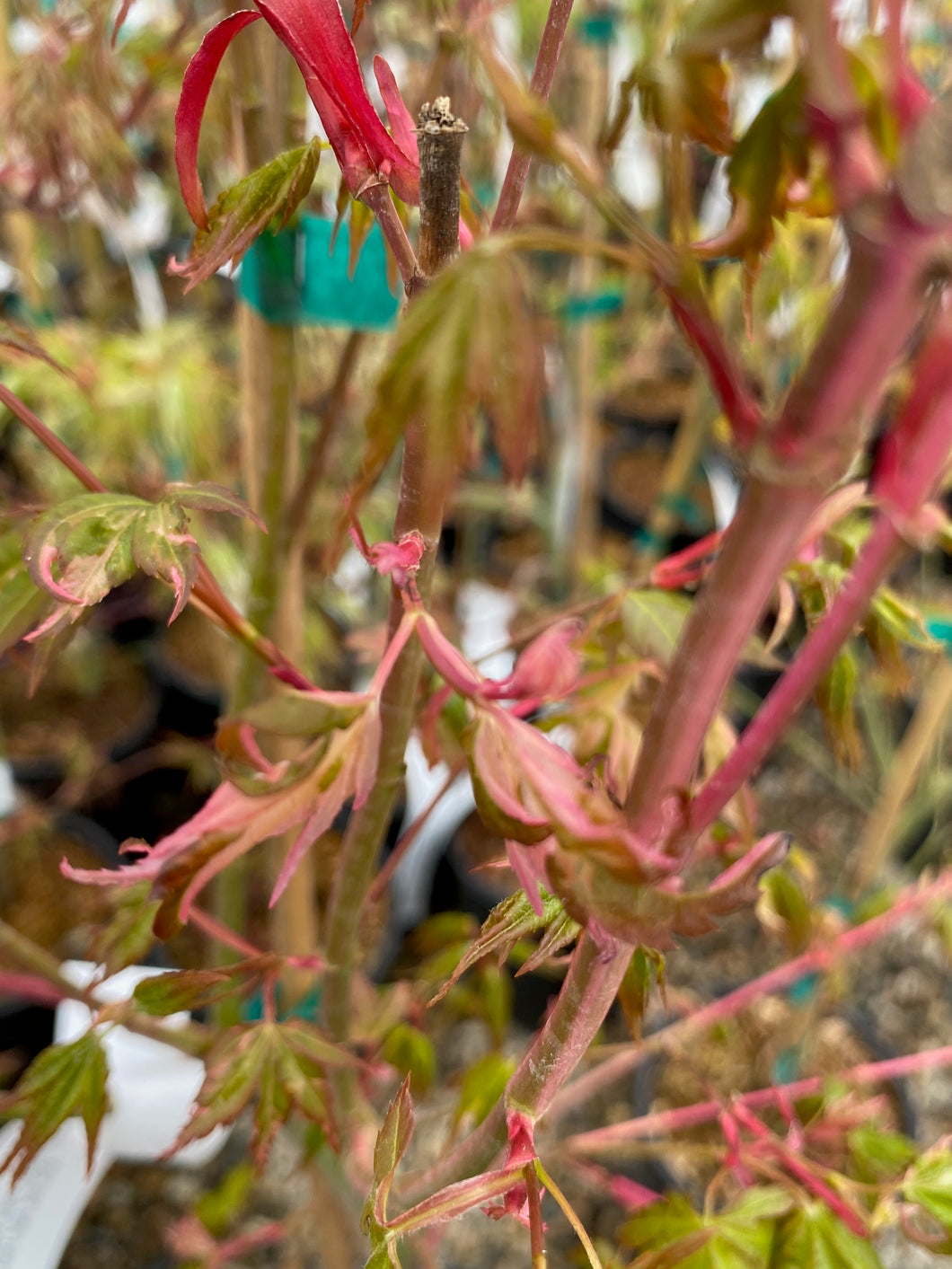 Acer palmatum 'Asahi zuru'