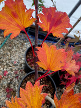 Load image into Gallery viewer, Acer shirasawanum &#39;Aureum&#39;
