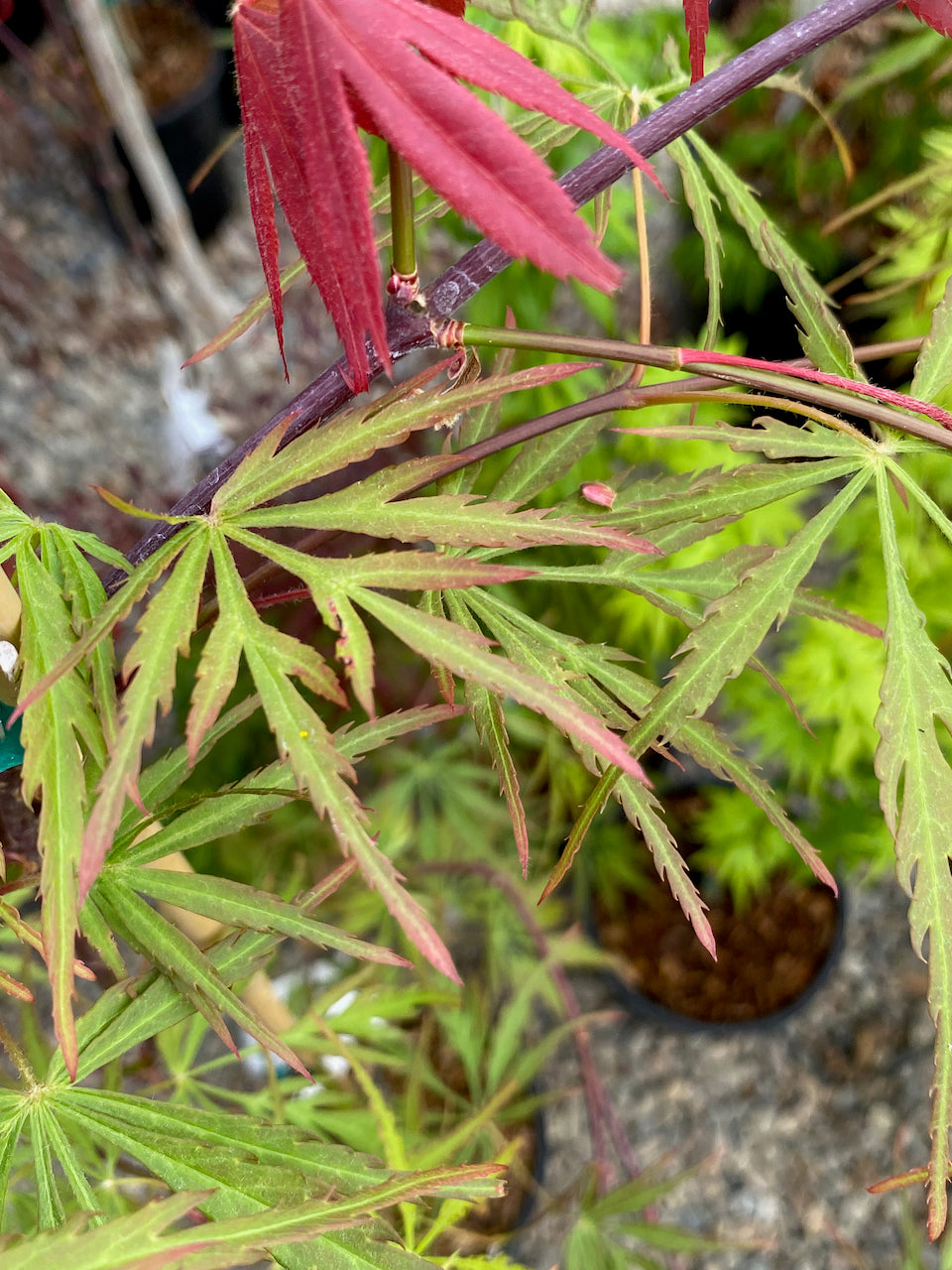 Acer palmatum dissectum 'Autumn Fire' – Simply Japanese Maples