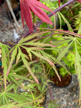 Load image into Gallery viewer, Acer palmatum dissectum &#39;Autumn Fire&#39;
