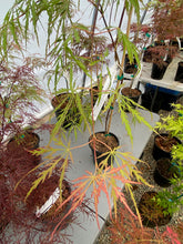 Load image into Gallery viewer, Acer palmatum dissectum &#39;Autumn Fire&#39;
