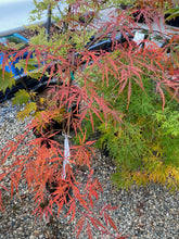 Load image into Gallery viewer, Acer palmatum dissectum &#39;Autumn Fire&#39;
