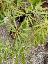 Load image into Gallery viewer, Acer palmatum dissectum &#39;Autumn Fire&#39;
